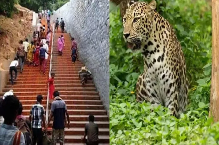 తిరుమల మెట్లపై చిరుత