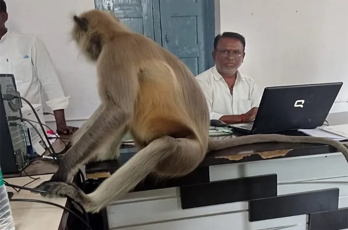కొండ ముచ్చుతో జనం సతమతం