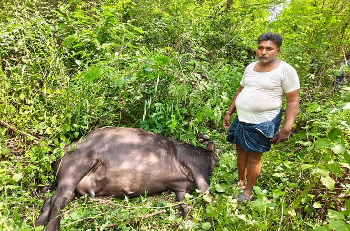 విద్యుత్ వైరు తెగిపడి పాడి గేదె మృతి
