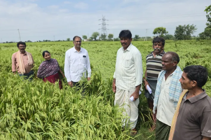 నేలకొరిగిన పంటలను పరిశీలించిన అగ్రికల్చర్ అధికారులు