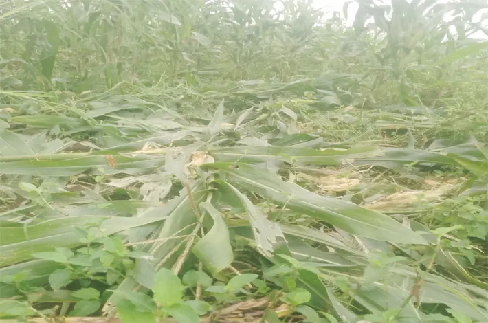 అడవి పందుల దాడిలో మొక్కజొన్న పంట ధ్వంసం