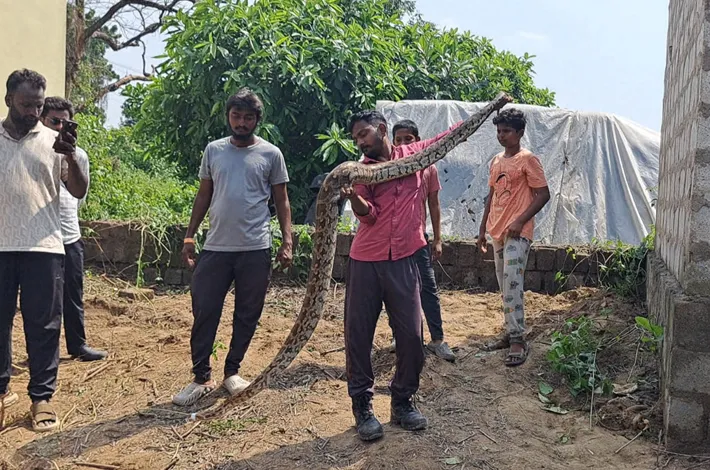 శ్రీనివాస్ నగర్ కాలనీ గుట్ట సమీపంలో కొండచిలువ కలకలం