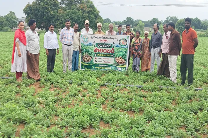వేరుశనగలో విత్తన శుద్ధి పాటించాలి