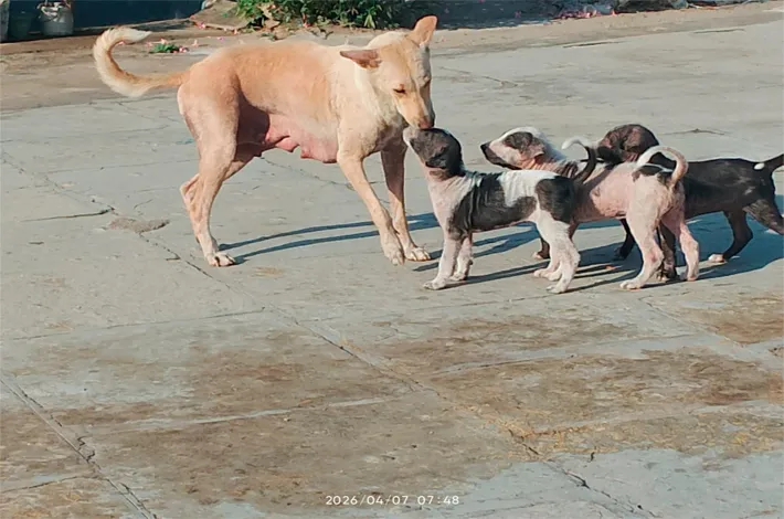 కుక్కల నియంత్రణ పేరిట కాగితాల మాయాజాలం