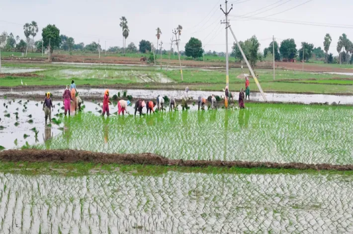‘పాలేరు’లో ముమ్మరంగా వరినాట్లు