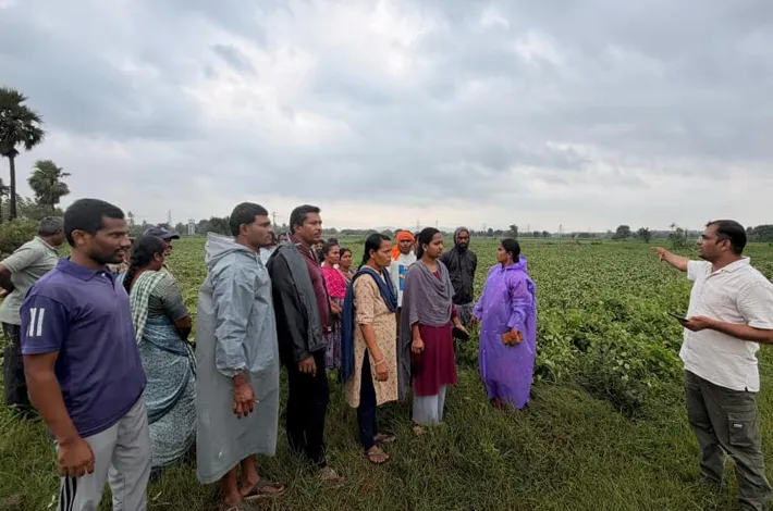 ఈదురుగాలులకు నేలవాలిన పత్తి