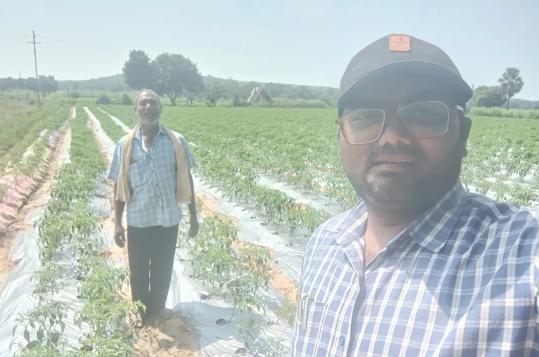 మిరప పంటలో సస్యరక్షణ చర్యలు తప్పనిసరి!