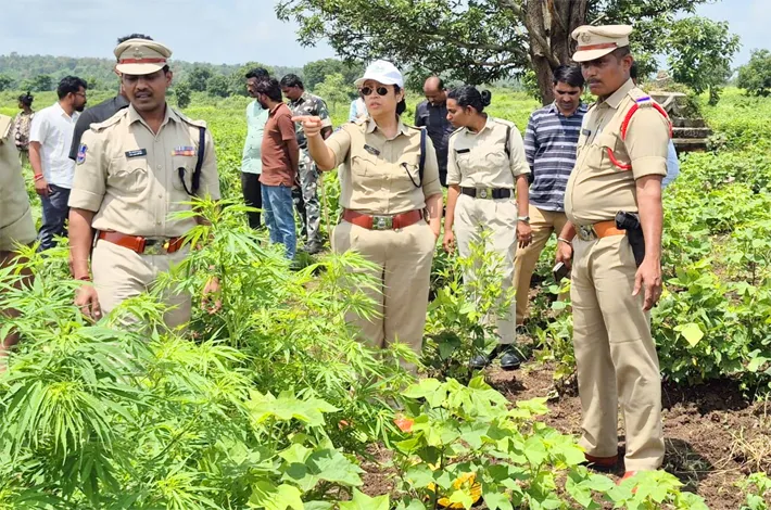 గంజాయి నియంత్రణకు చర్యలు: ఎస్పీ నితిక పంత్