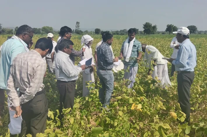 రుయ్యాడిలో సోయా పంటను పరిశీలించిన శాస్త్రవేత్తలు