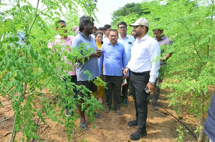 కూరగాయల సాగుతో అధిక లాభాలు పొందాలి