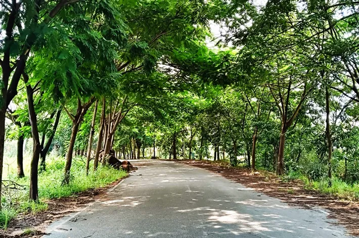 ఆకుపచ్చని తోరణంతో నర్మాలకు స్వాగతం