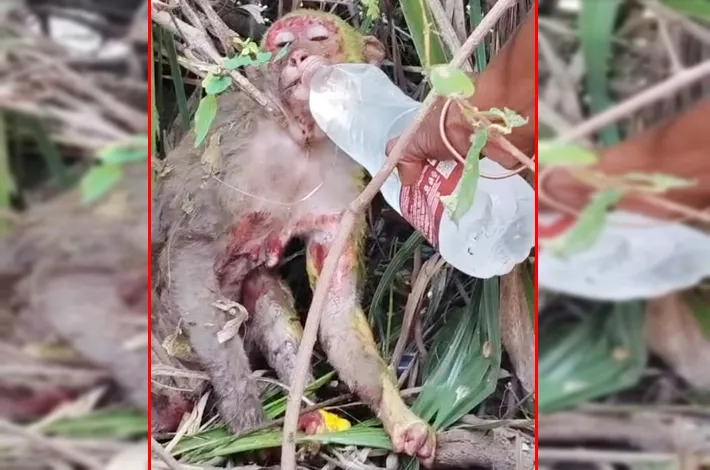 చిట్టాపూర్‌లో ఐదు కోతులు సజీవ దహనం