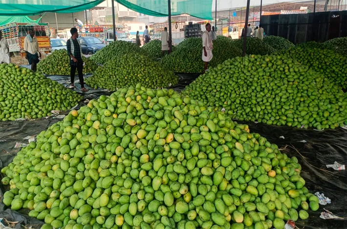 మామిడి సీజన్ వచ్చేసింది 