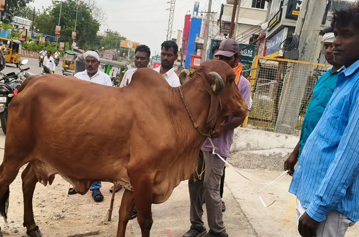 రోడ్లపై ఉన్న పశువుల పట్టివేత