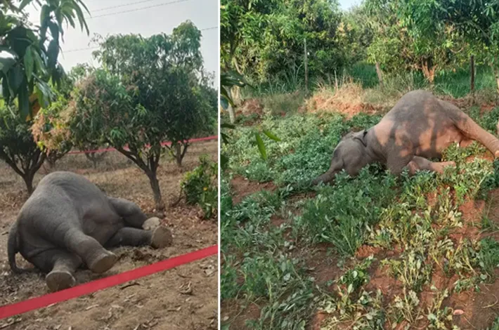 విద్యుత్ షాక్‌తో రెండు ఏనుగులు మృతి