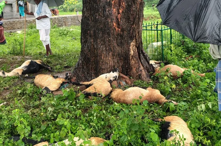 పిడుగుపాటుతో 12 గొర్రెలు మృతి 