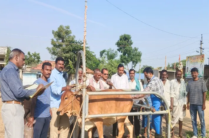 గొల్లపల్లిలో పశు వైద్య శిబిరం