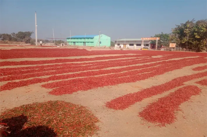 పంట.. అమ్ముకునేందుకు మార్కెట్ ఏది?