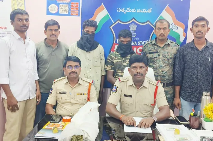 గంజాయి మొక్కలు స్వాధీనం..