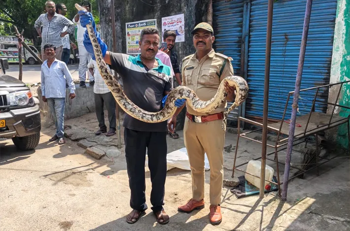 బెల్లంపల్లిలో కొండచిలువ కలకలం..