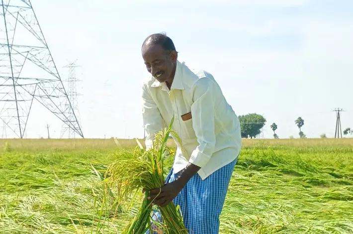 చేతికొచ్చిన పంట నేలమట్టం!