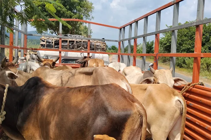 రైతుల ముసుగులో.. గోవుల అక్రమ తరలింపు