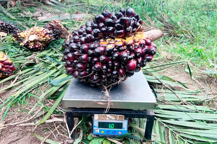 ఆయిల్ పామ్ వైపు అన్నదాతలు