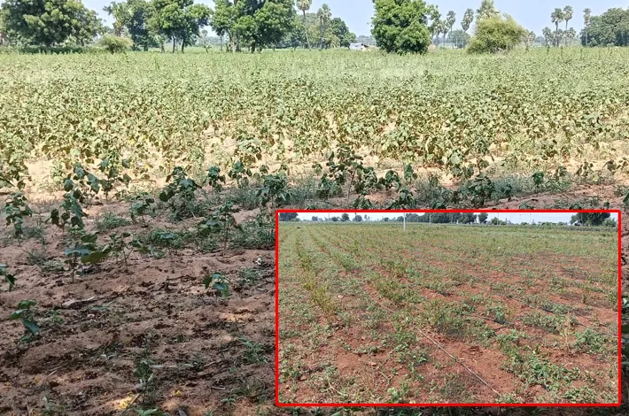 ఎవుసంపై ఎల్ నినో ఎండలు