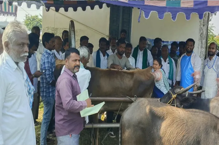 పశువులకు ఉచిత వైద్యం.. రైతులకు ఊరట!