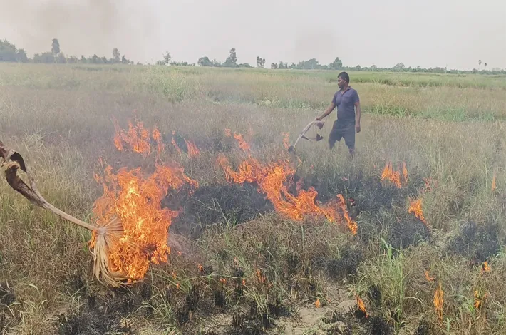 ఆర్డీఎస్‌ నీటి కొరతతో వరి పంటకు నిప్పు!
