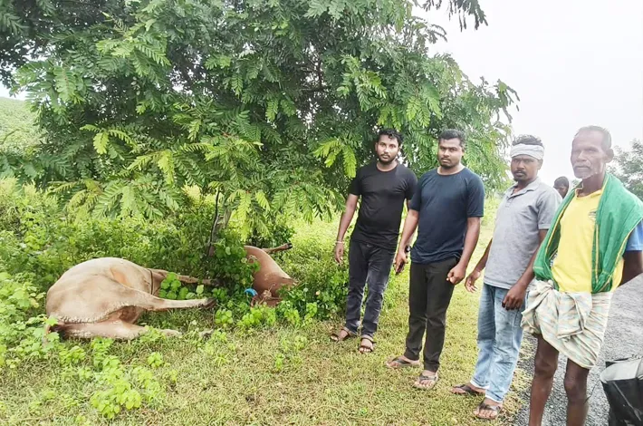పిడుగుపాటుకు మూడు మూగజీవాల మృత్యువాత..