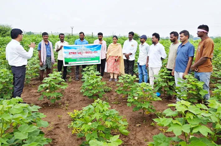 పత్తి పంటకు సూక్ష్మ పోషకాలే కీలకం...