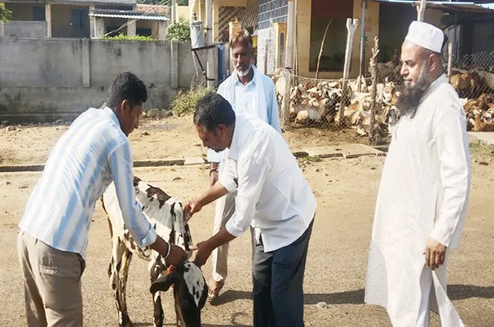 ముద్ద చర్మ వ్యాధి నివారణకు పశువులకు టీకాలు