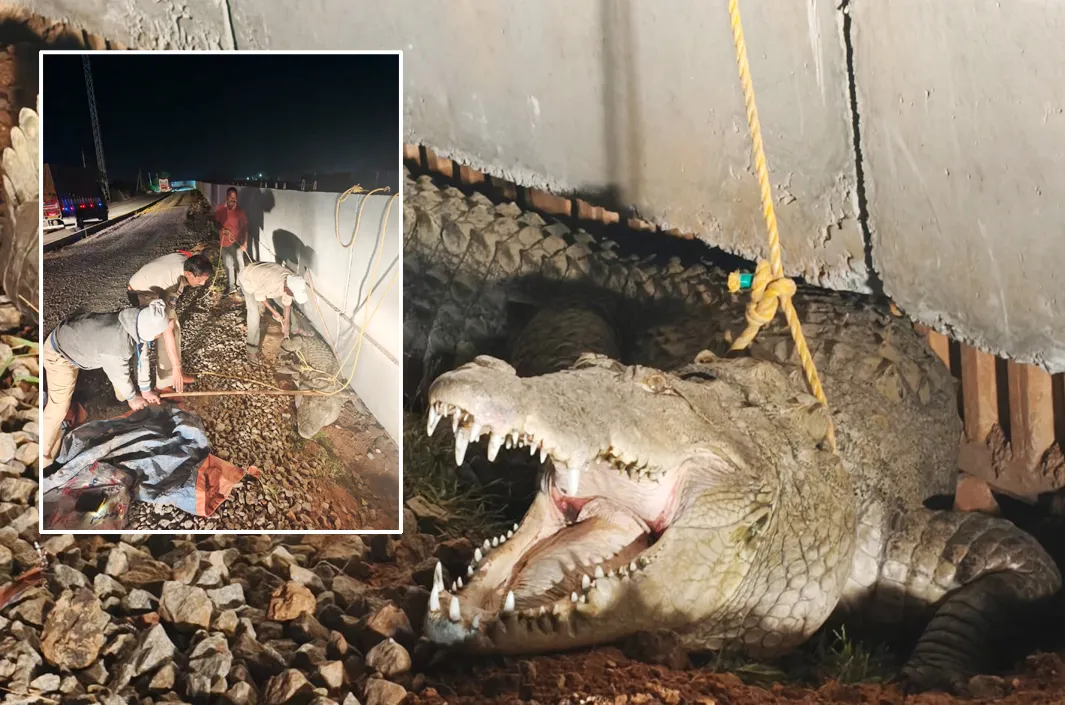 అర్ధరాత్రి హైవేపై భారీ మొసలి కలకలం!