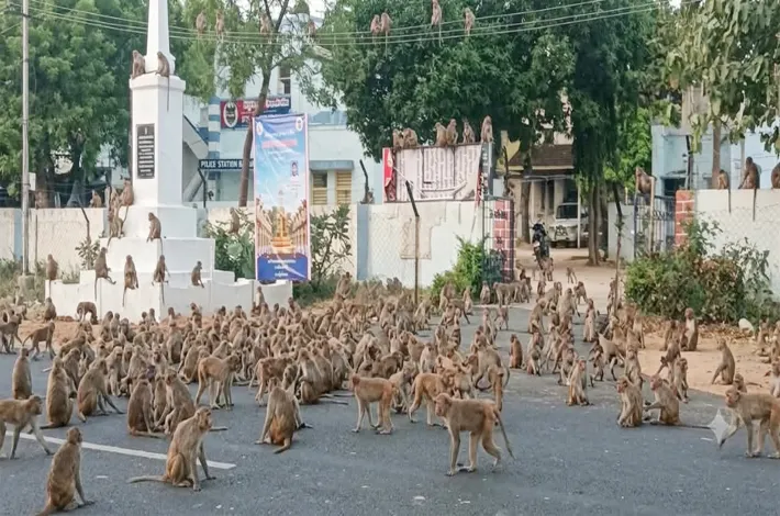 బచ్చన్నపేటలో కోతుల స్వైర విహారం