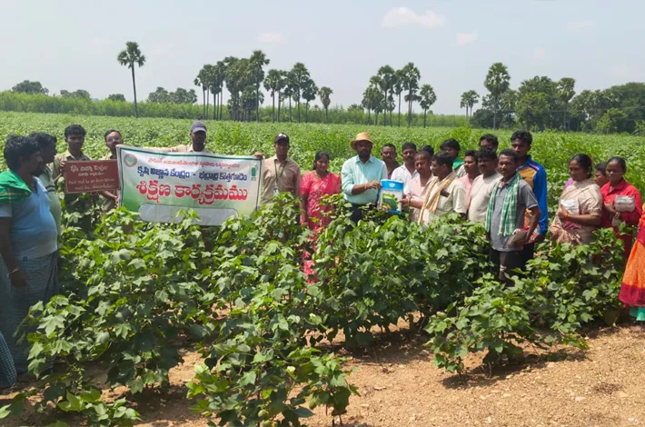 పత్తిలో సమగ్ర సస్యరక్షణపై శిక్షణ
