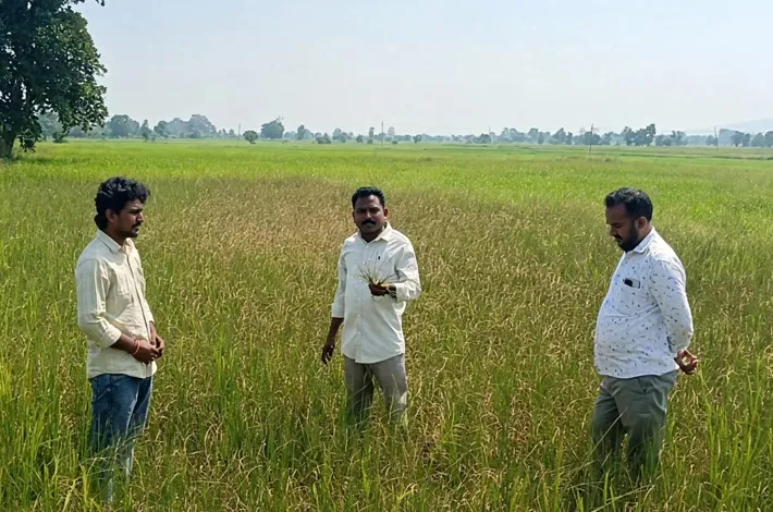 ఎల్ నినో ప్రభావంతో ఎండిన పంటలు
