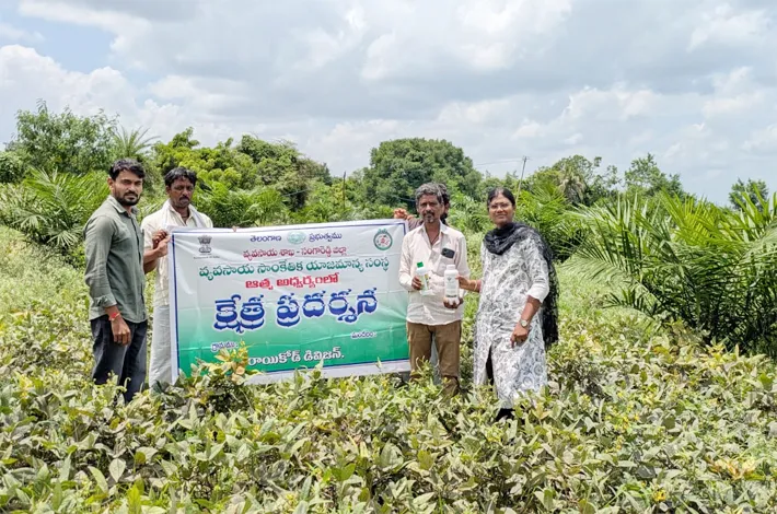 ఆయిల్‌పామ్‌లో మినుము సాగుపై క్షేత్ర ప్రదర్శన