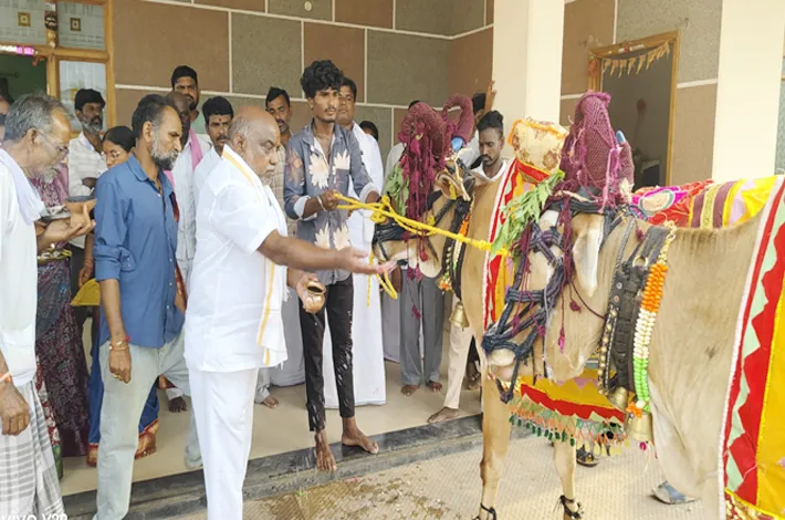 బసవన్నలకు ప్రత్యేక పూజలు నిర్వహించిన మాజీ మంత్రి
