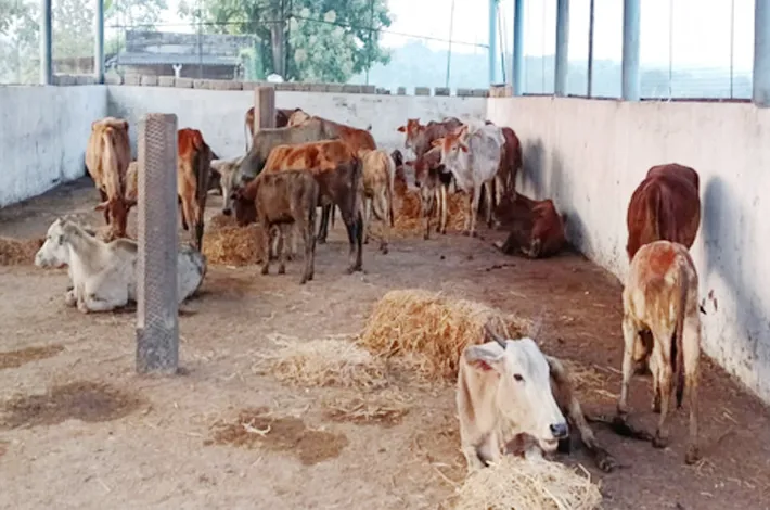 ఆవులతో వెళ్తున్న కంటైనర్ పట్టివేత